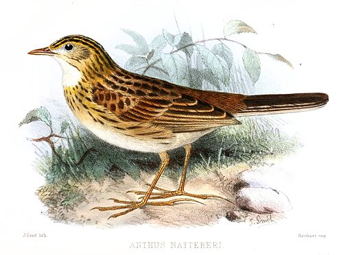 Ochre-breasted pipit